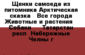 Щенки самоеда из питомника Арктическая сказка - Все города Животные и растения » Собаки   . Татарстан респ.,Набережные Челны г.